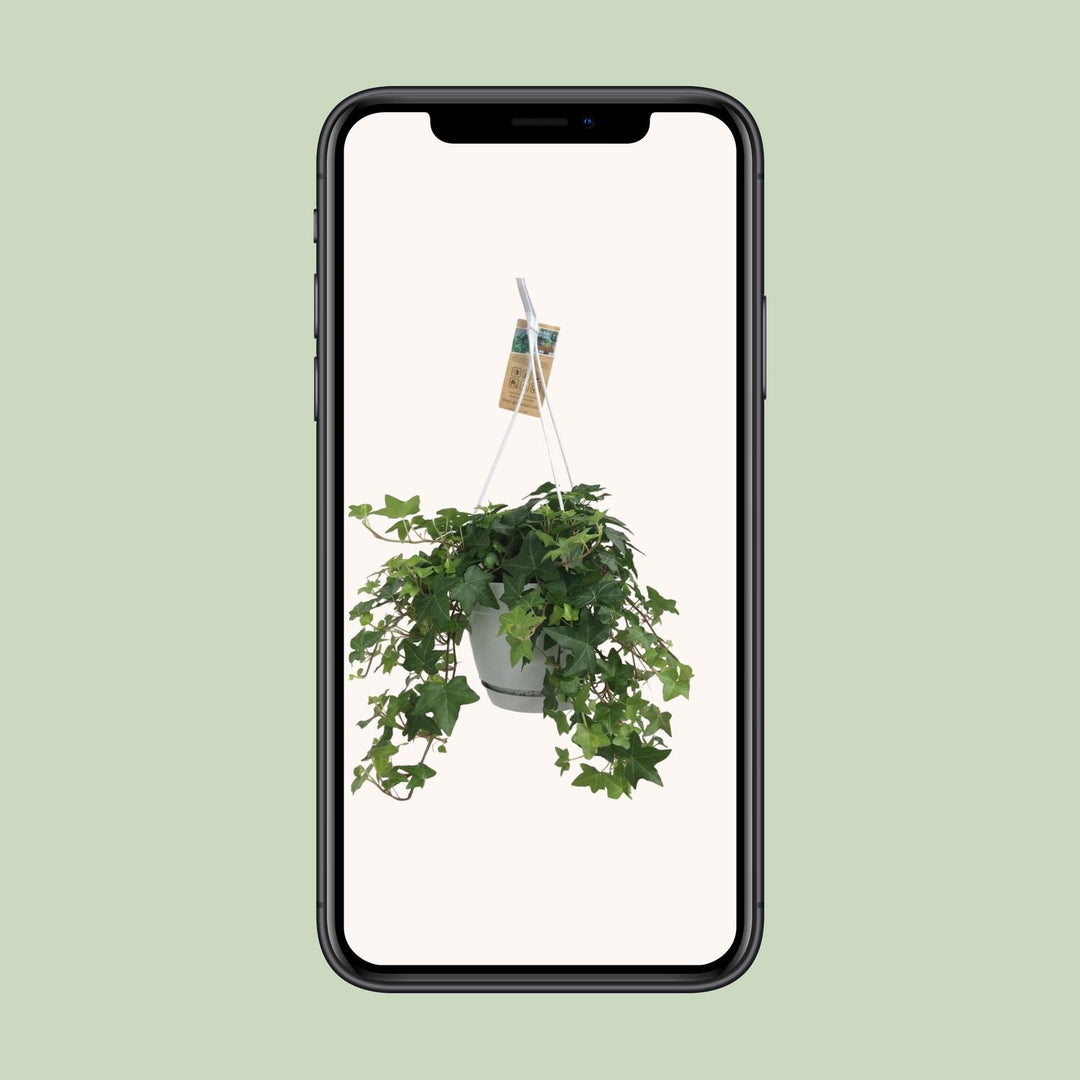 Hedera helix 'Groen' in White Basic Hangpot - Ø17cm - 45↕cm