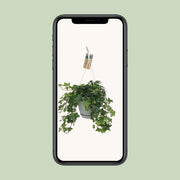 Hedera helix 'Groen' in White Basic Hangpot - Ø17cm - 45↕cm