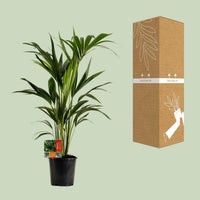 Howea Forsteriana (Kentia) - Ø19cm - ↕100cm