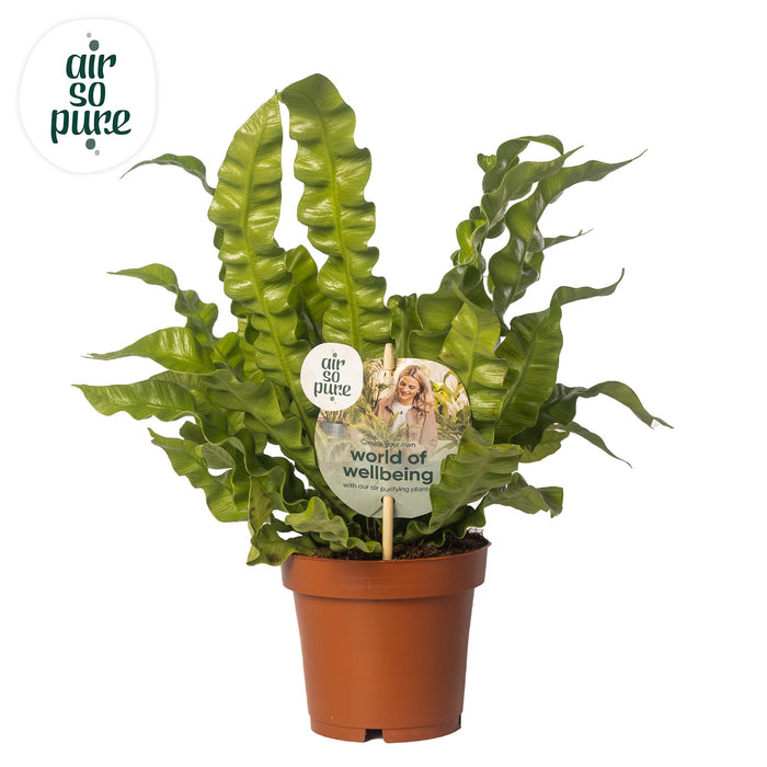 Asplenium nidus 'Crispy Wave' - Ø12cm - ↕25cm