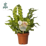 Asplenium nidus 'Crispy Wave' - Ø12cm - ↕25cm