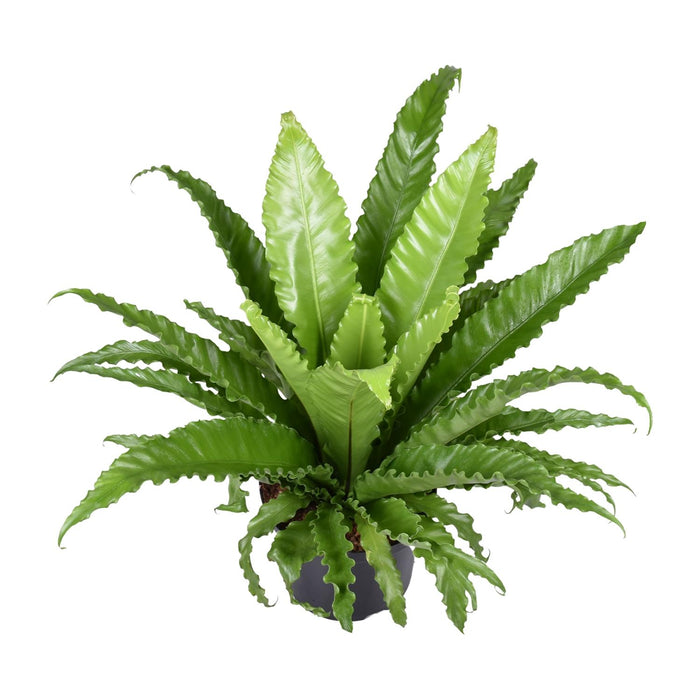 Asplenium antiquum 'Osaka' - Ø23cm - ↕60cm