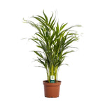 Load image into Gallery viewer, Dypsis lutescens - Ø17cm - ↕65cm