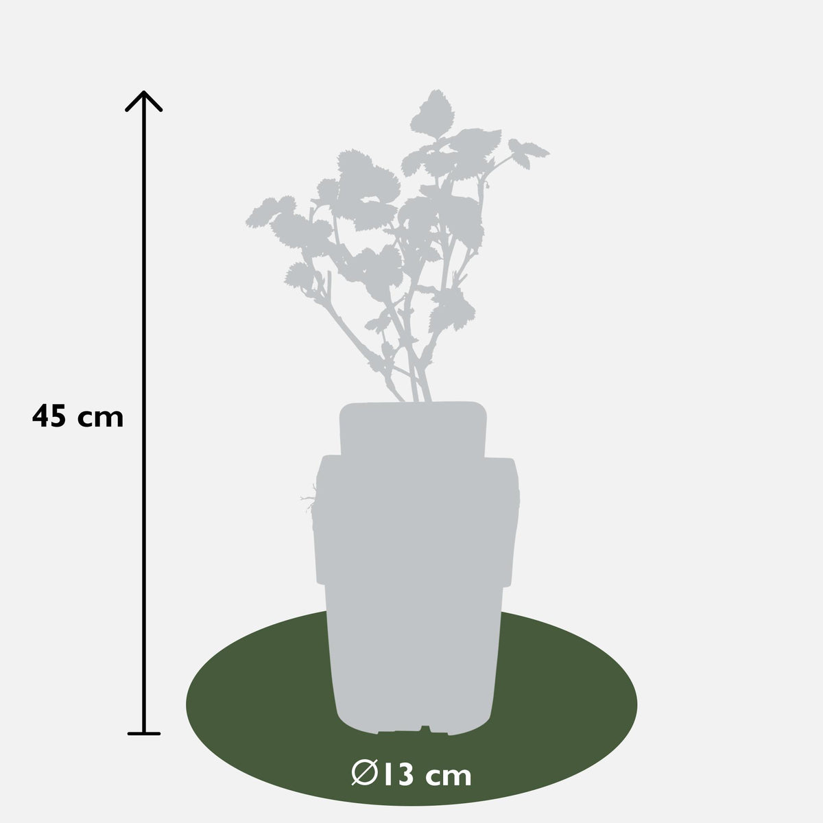 Rubus fruticosus 'Black Satin' (Rovo di more) - Ø13cm - ↕45cm
