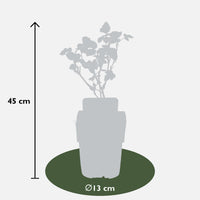 Rubus fruticosus 'Black Satin' (Rovo di more) - Ø13cm - ↕45cm