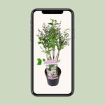 Load image into Gallery viewer, Syringa patula 'Violet Uprising' (Lillà) - Ø19cm- ↕35cm
