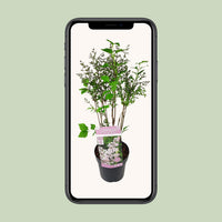 Syringa patula 'Violet Uprising' (Lillà) - Ø19cm- ↕35cm