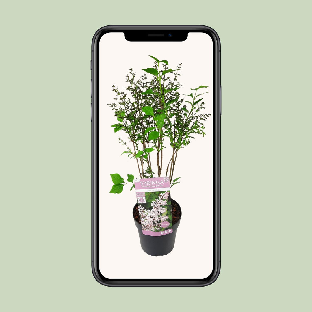 Syringa patula 'Violet Uprising' (Lillà) - Ø19cm- ↕35cm