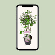 Syringa patula 'Violet Uprising' (Lillà) - Ø19cm- ↕35cm