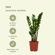 Zamioculcas zamiifolia - 2 plants - ø14cm - ↕50cm