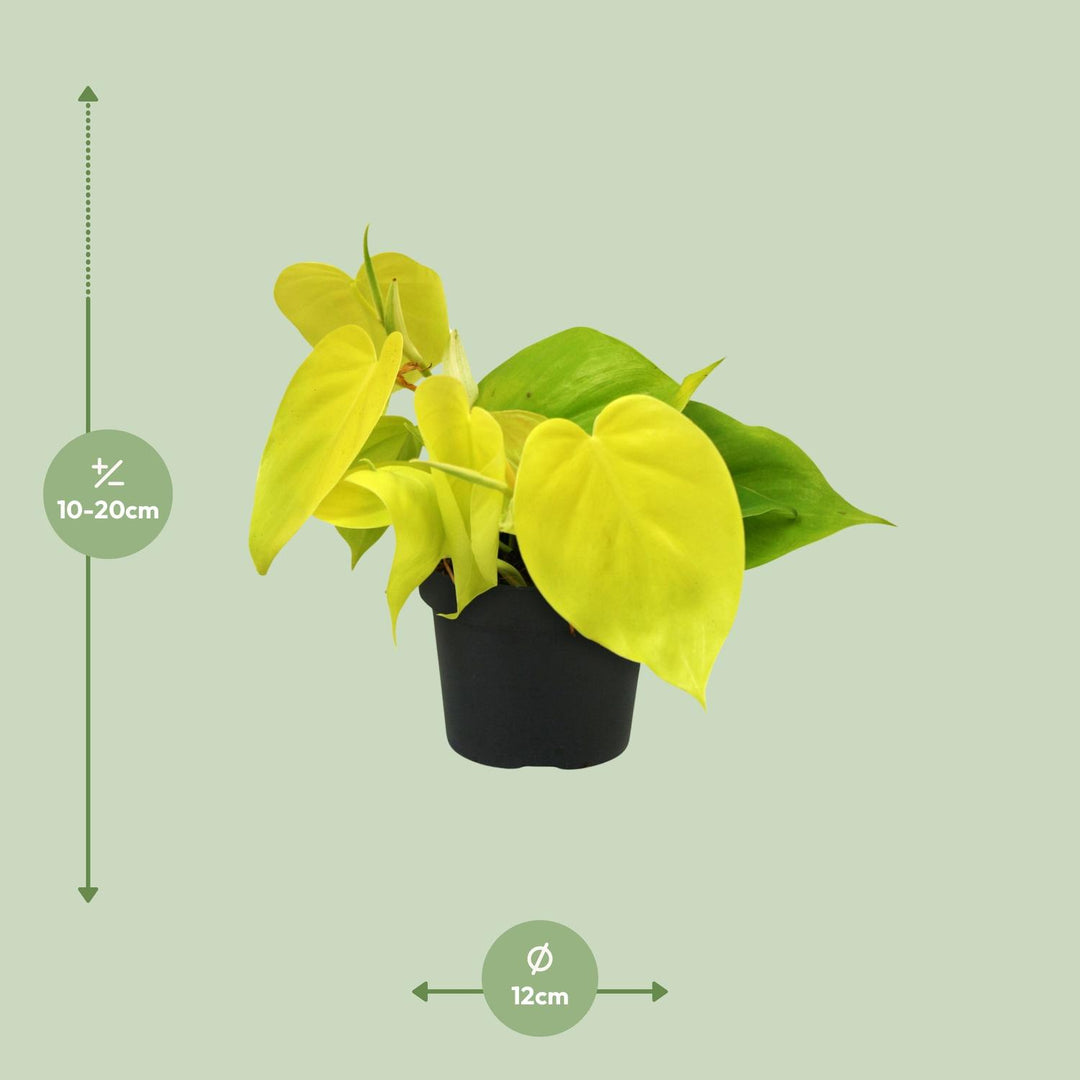 Philodendron scandens 'Lime' - Ø12cm - ↕20cm