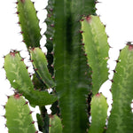 Load image into Gallery viewer, Euphorbia acrurensis - Ø24cm - ↕60cm