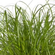 Cyperus alternifolius (Cat grass) - Ø12cm - ↕20cm