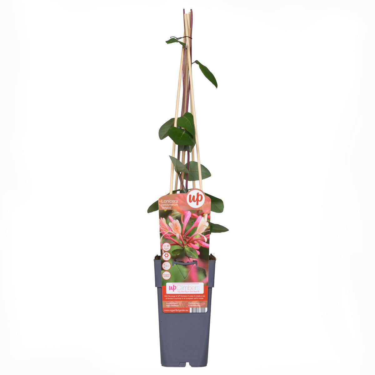 Lonicera periclymenum 'Belgica' - 4 plants - ↨65cm - Ø15