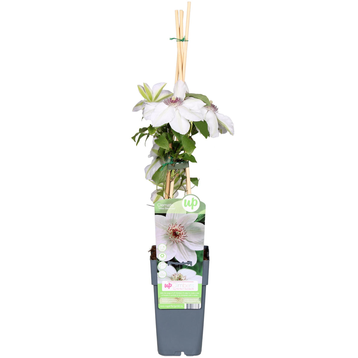 Clematis 'Miss Bateman' - Ø15cm - ↕65cm