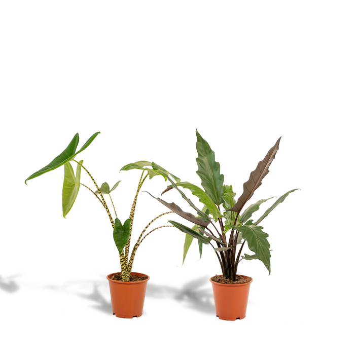 Duo Tropicale - Alocasia zebrina - Ø19cm - ↕75cm + Alocasia lauterbachiana - Ø19cm - ↕75cm