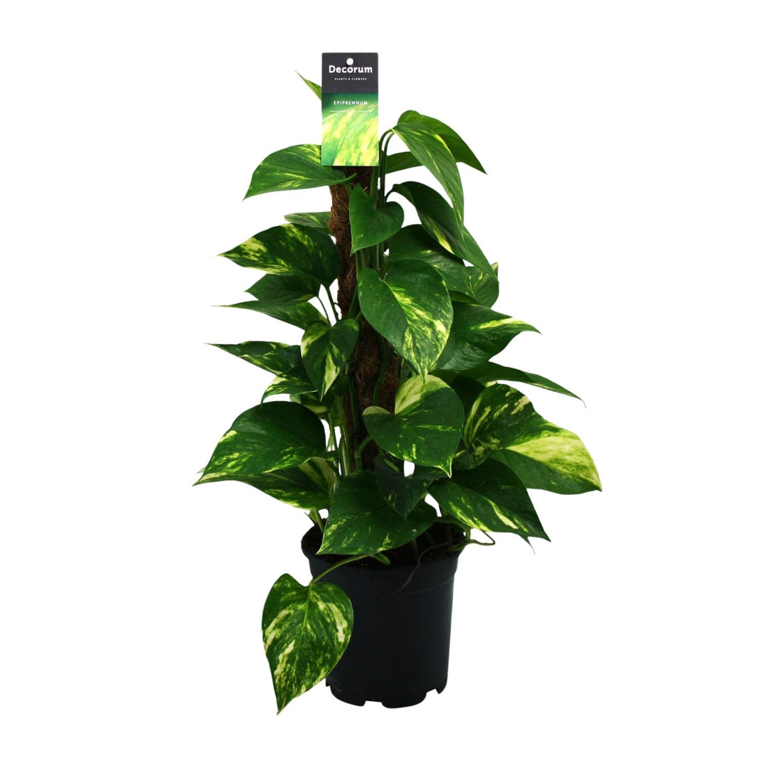 Epipremnum (Scindapsus) - Ø15cm - ↕50cm