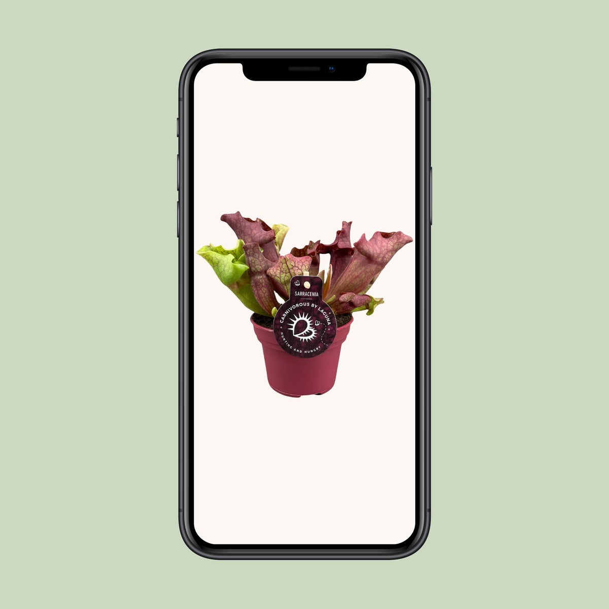 Sarracenia - Ø12cm ↕20cm