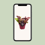 Load image into Gallery viewer, Sarracenia - Ø12 ↕20