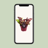 Sarracenia - Ø12cm ↕20cm