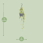 Load image into Gallery viewer, Ceropegia linearis 'Iris' - Ø14cm - ↕40cm