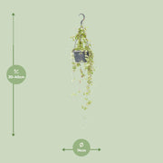 Ceropegia linearis 'Iris' - Ø14cm - ↕40cm