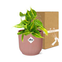 Philodendron scandens ‘Brasil’ in ELHO Vibes Fold, Pink, Ø14cm ↕15cm