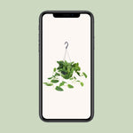 Load image into Gallery viewer, Scindapsus pictus 'Argyraeus' - Hangplant - Ø15cm - ↕25cm