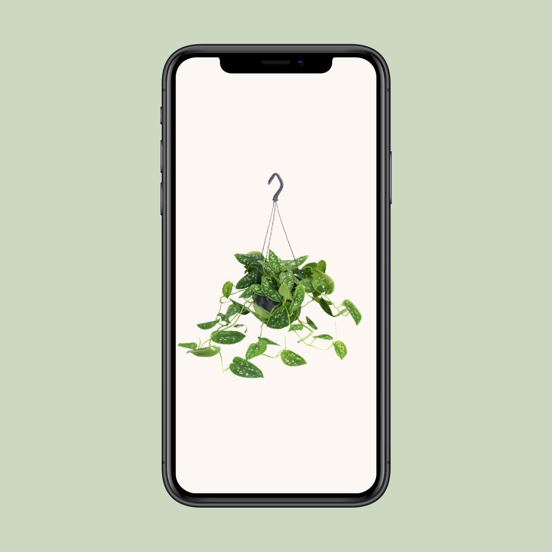 Scindapsus pictus 'Argyraeus' - Hangplant - Ø15cm - ↕25cm