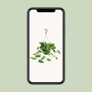 Scindapsus pictus 'Argyraeus' - Hangplant - Ø15cm - ↕25cm