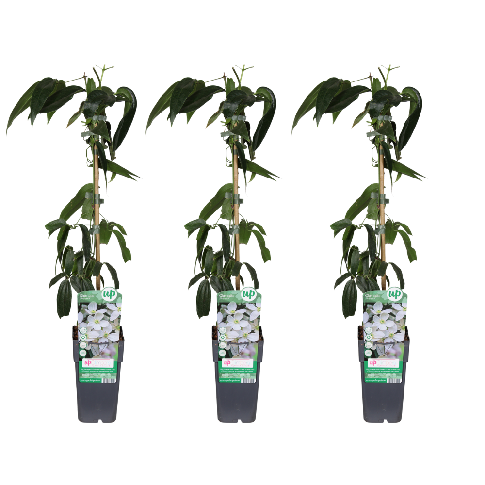Clematis armandii - 3 piante - Ø15cm - ↕65cm