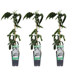 Load image into Gallery viewer, Clematis armandii - 3 plants - Ø15cm - ↕65cm
