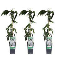 Clematis armandii - 3 piante - Ø15cm - ↕65cm