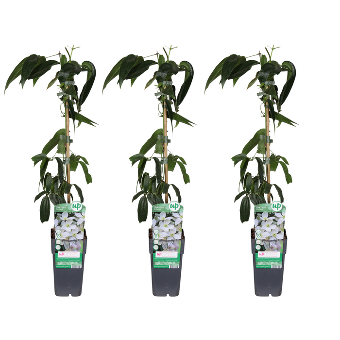 Clematis armandii - 3 plants - Ø15cm - ↕65cm