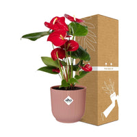 Anthurium andraeanum Rosso Ø12cm in vaso ELHO Vibes Fold, Rosa, Ø14cm - ↕35cm