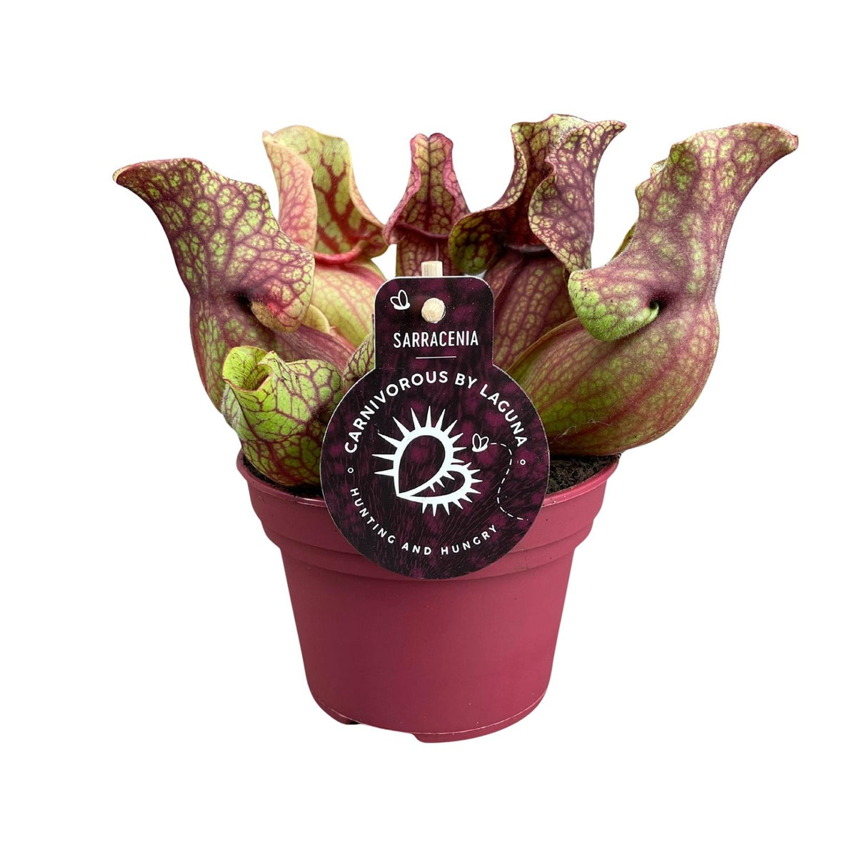 Sarracenia purpurea venosa - Ø12cm - ↕20cm
