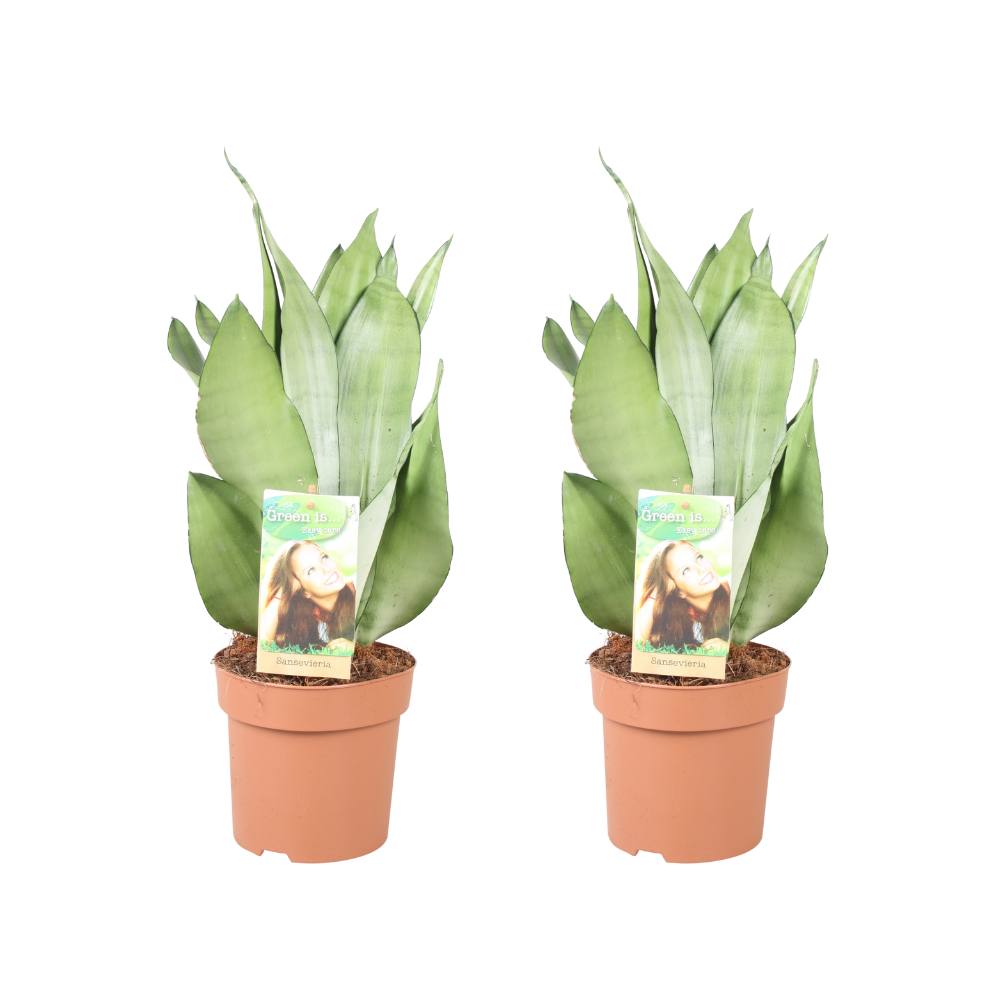 Sansevieria trifasciata 'Moonshine' - 2 plants - Ø14cm - ↕40cm