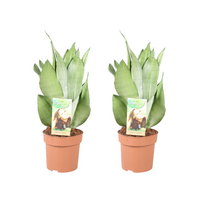 Sansevieria trifasciata 'Moonshine' - 2 plants - Ø14cm - ↕40cm