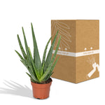 Load image into Gallery viewer, Aloe vera - Ø12cm - ↕40cm