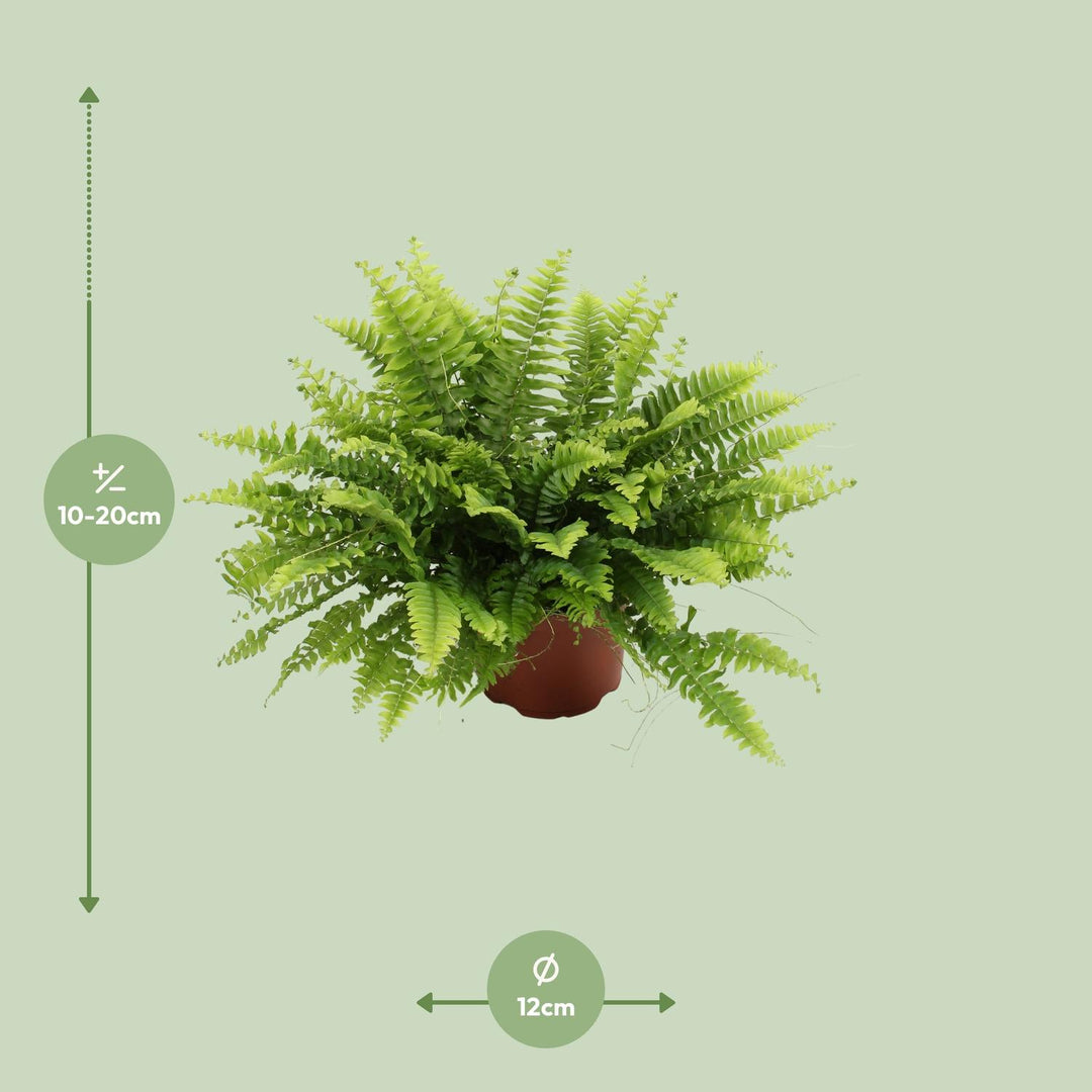 Nephrolepis exaltata 'Boston Green Moment' - Ø12cm - ↕20cm