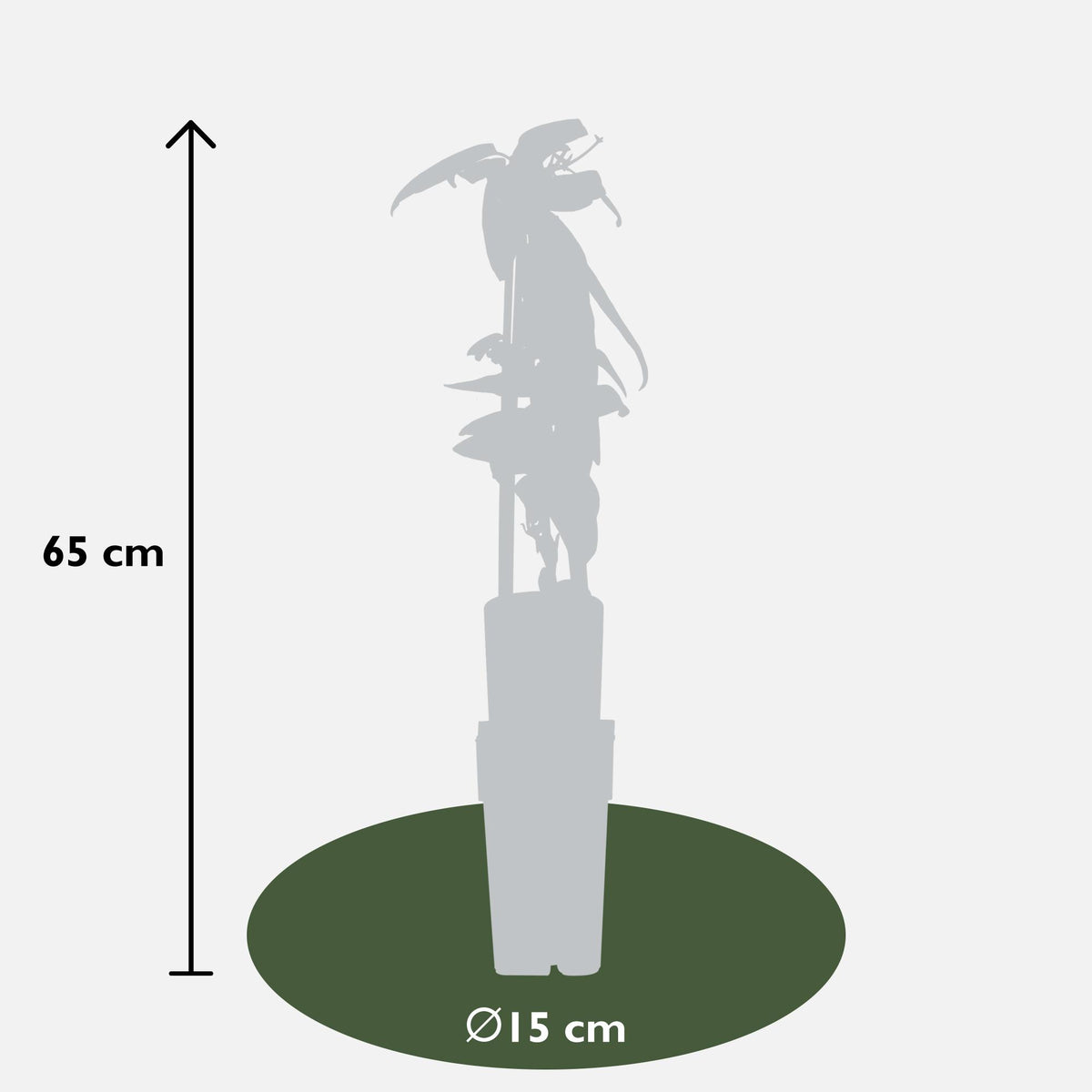 Clematis armandii - Ø15cm - ↕65cm