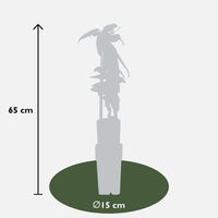 Clematis armandii - Ø15cm - ↕65cm