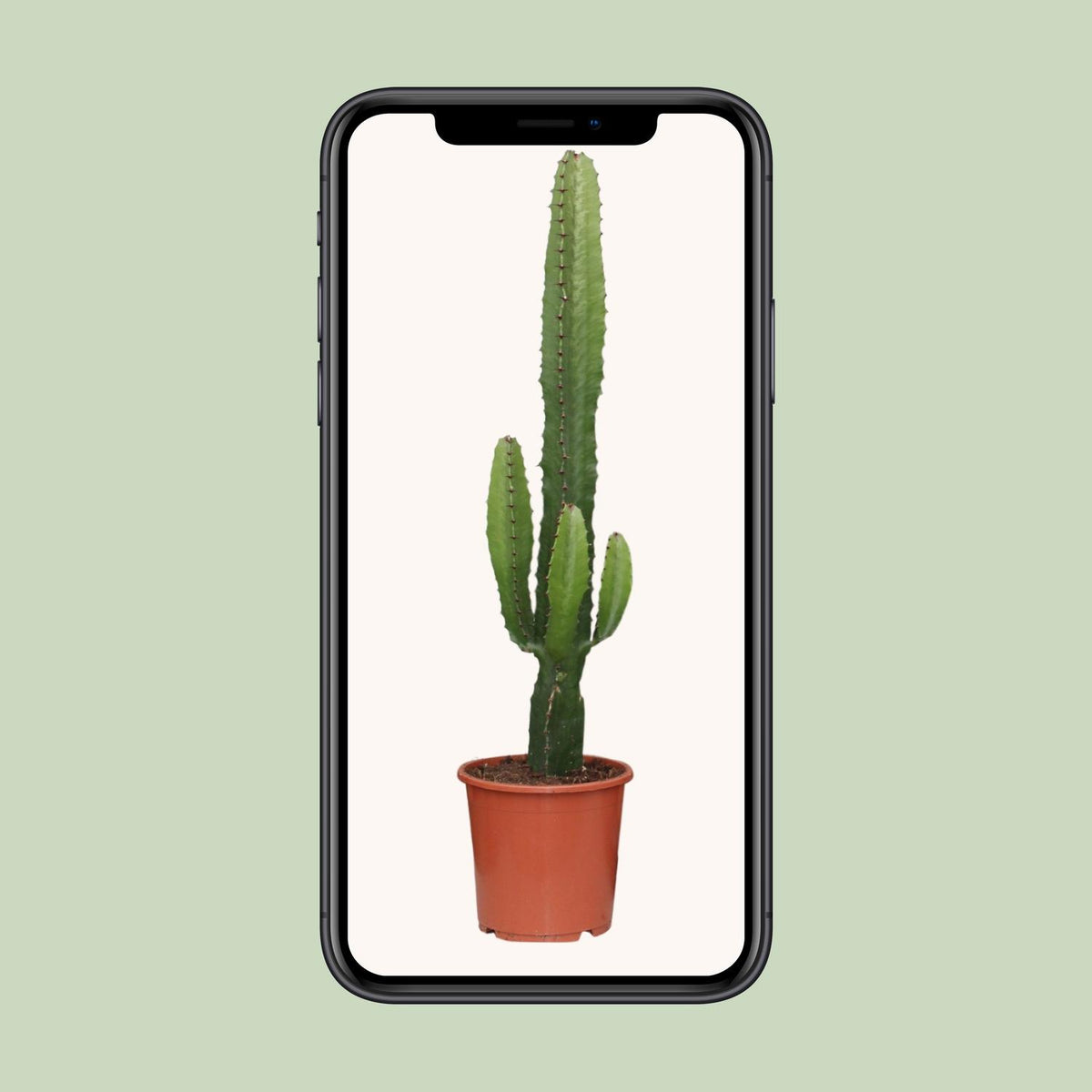 Euphorbia acrurensis - Ø17cm - ↕50cm