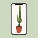 Carica l'immagine nel visualizzatore Galleria, Euphorbia acrurensis - Ø17cm - ↕50cm