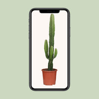 Euphorbia acrurensis - Ø17cm - ↕50cm