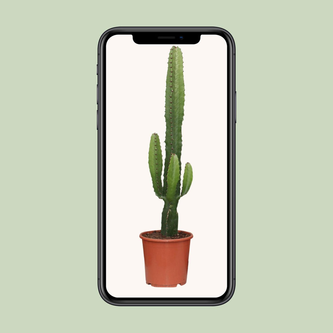 Euphorbia acrurensis - Ø17cm - ↕50cm