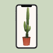 Euphorbia acrurensis - Ø17cm - ↕50cm