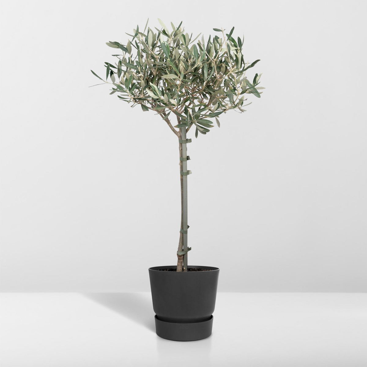 Olea europaea (Olive Tree) - Ø19cm - ↕90cm