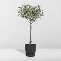 Olea europaea (Olive Tree) - Ø19cm - ↕90cm