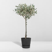 Olea europaea (Olive Tree) - Ø19cm - ↕90cm